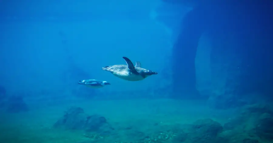 penguin diving
