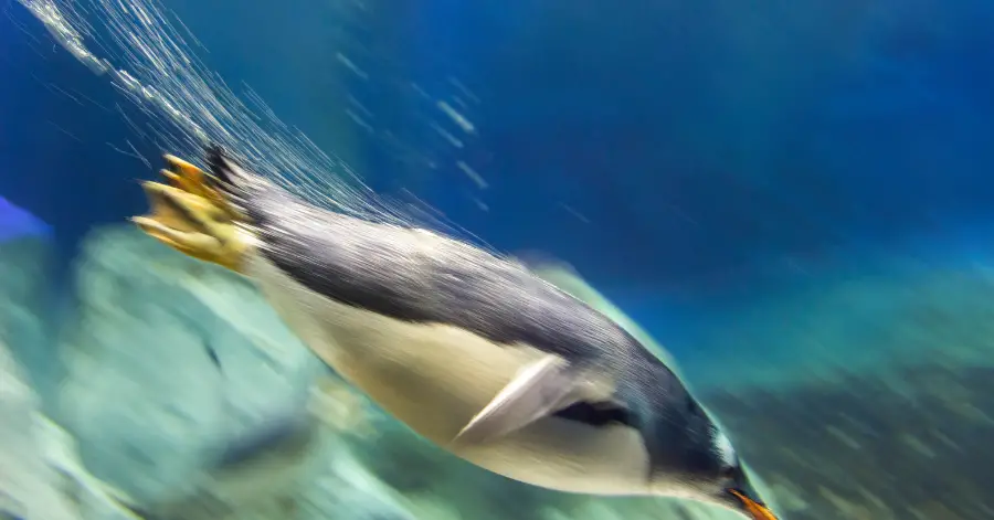 penguin fast diving