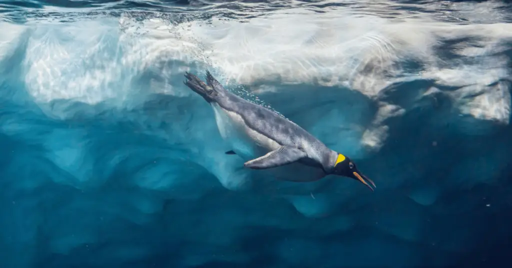 scuba diving with emperor penguins