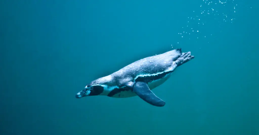 scuba diving with penguins