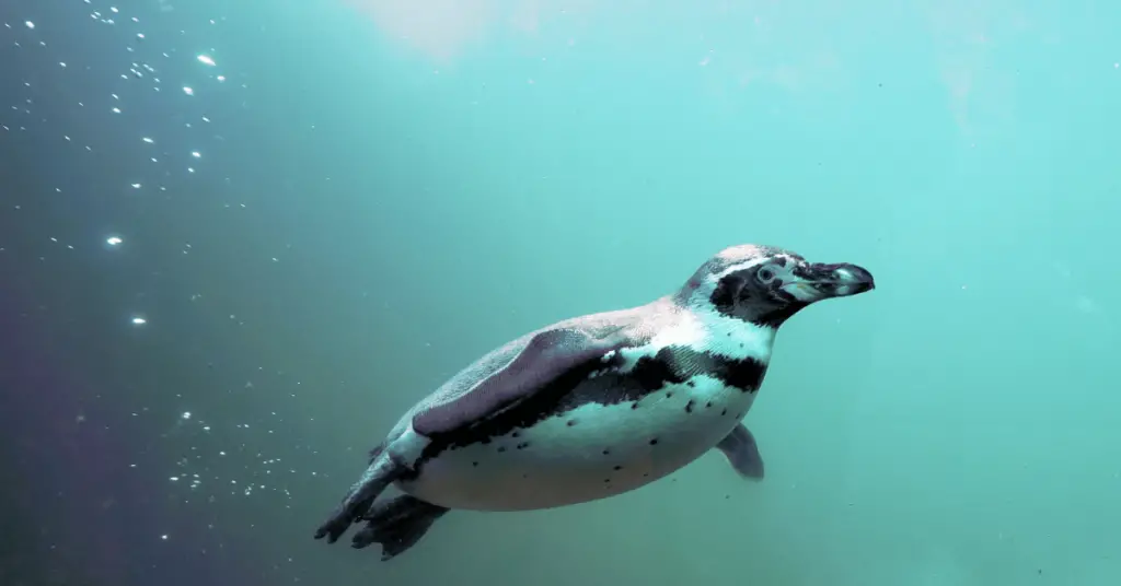 where to dive with penguins