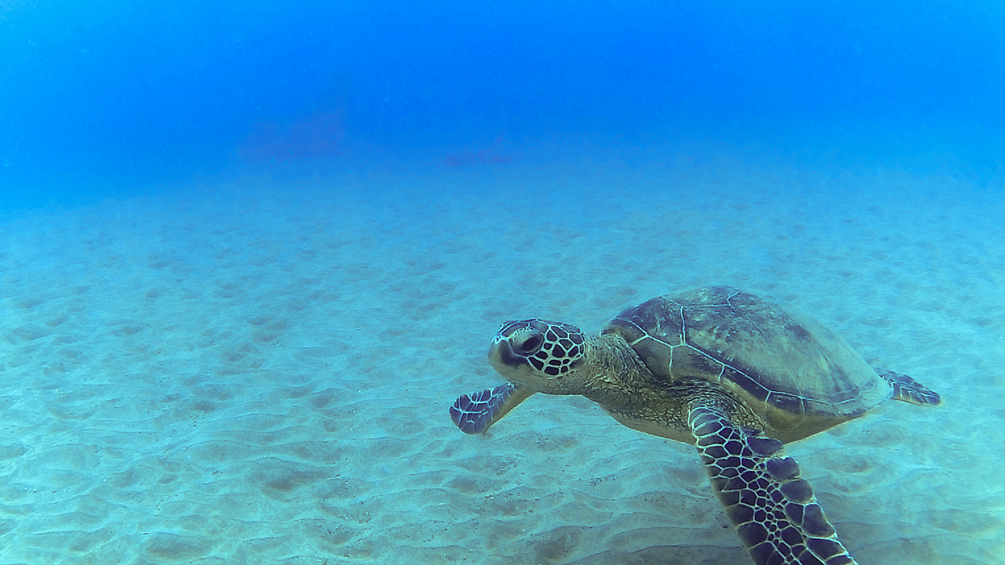 green sea turtle at mala wharf dive site in maui hawaii