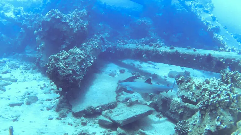 Dive with Sharks and Turtles at the Ruins of Mala Wharf Pier in Maui